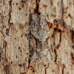 Acropolitis rudisana (Family Tortricinae) at Point 4081 - 4 Mar 2022 by CathB