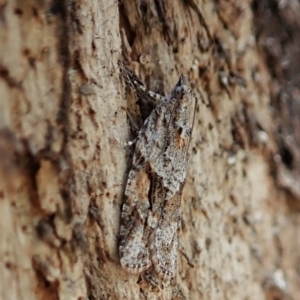 Acropolitis rudisana at Aranda, ACT - 4 Mar 2022