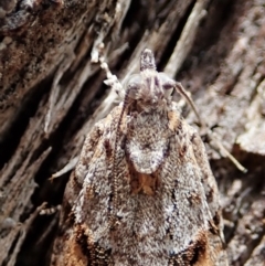 Acropolitis rudisana at Aranda, ACT - 4 Mar 2022