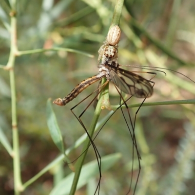 Opisthoncus sp. (genus) (Unidentified Opisthoncus jumping spider) at Aranda, ACT - 4 Mar 2022 by CathB