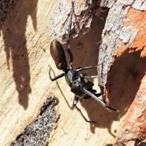 Myrmarachne luctuosa at Aranda, ACT - 4 Mar 2022