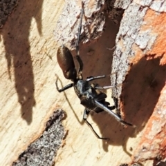 Myrmarachne luctuosa (Polyrachis Ant Mimic Spider) at Aranda, ACT - 4 Mar 2022 by CathB
