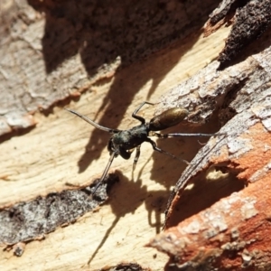 Myrmarachne luctuosa at Aranda, ACT - 4 Mar 2022