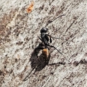 Myrmarachne luctuosa at Aranda, ACT - 4 Mar 2022