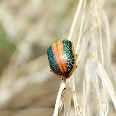 Calomela parilis (Leaf beetle) at Aranda Bushland - 4 Mar 2022 by CathB