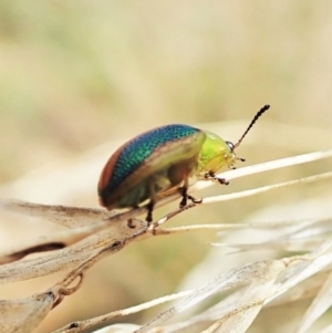 Calomela parilis at Aranda, ACT - 4 Mar 2022 12:56 PM