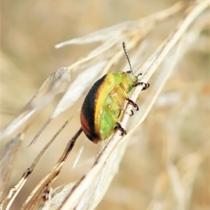 Calomela parilis at Aranda, ACT - 4 Mar 2022 12:56 PM