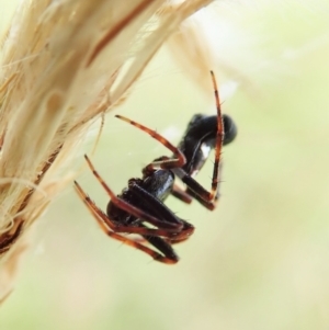 Cyclosa sp. (genus) at Cook, ACT - 4 Mar 2022