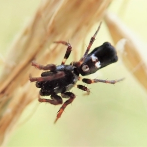 Cyclosa sp. (genus) at Cook, ACT - 4 Mar 2022