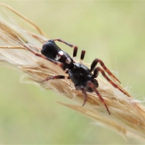 Cyclosa sp. (genus) at Cook, ACT - 4 Mar 2022