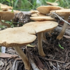 Unidentified Fungus at Watson, ACT - 7 Mar 2022 by AniseStar