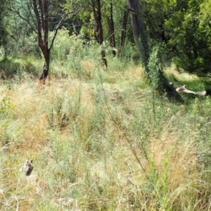 Turnix varius at Molonglo Valley, ACT - 4 Mar 2022