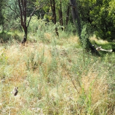 Turnix varius (Painted Buttonquail) at Molonglo Valley, ACT - 4 Mar 2022 by CathB