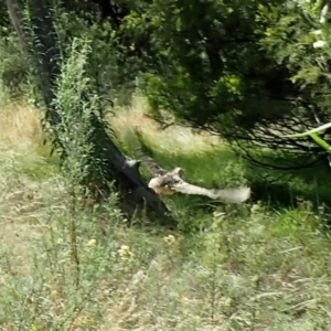 Turnix varius at Molonglo Valley, ACT - 4 Mar 2022