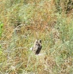 Turnix varius at Molonglo Valley, ACT - 4 Mar 2022