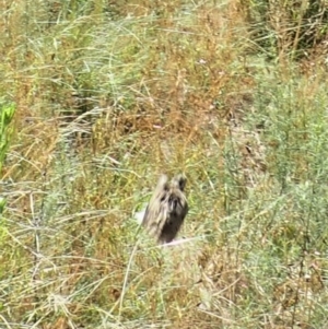 Turnix varius at Molonglo Valley, ACT - 4 Mar 2022