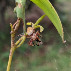 Cyclosa fuliginata (species-group) (An orb weaving spider) at Watson, ACT - 7 Mar 2022 by AniseStar