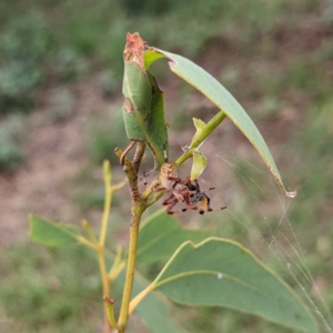 Salsa fuliginata at Watson, ACT - 7 Mar 2022