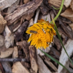 Eretmocera (genus) (Scythrididae family) at Watson Green Space - 7 Mar 2022 by AniseStar