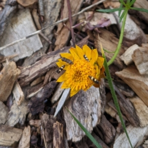 Eretmocera (genus) (Scythrididae family) at Watson, ACT - 7 Mar 2022