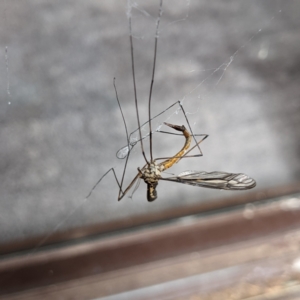 Ptilogyna sp. (genus) at Watson, ACT - suppressed