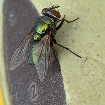 Lucilia sp. (genus) (A blowfly) at Jerrabomberra, NSW - 7 Mar 2022 by SteveBorkowskis