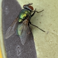 Lucilia sp. (genus) (A blowfly) at Jerrabomberra, NSW - 7 Mar 2022 by Steve_Bok
