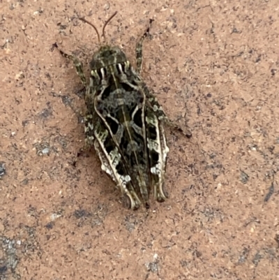 Paratettix argillaceus (A pygmy grasshopper) at Jerrabomberra, NSW - 7 Mar 2022 by Steve_Bok
