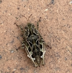 Paratettix argillaceus at Jerrabomberra, NSW - 7 Mar 2022