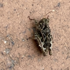 Paratettix argillaceus at Jerrabomberra, NSW - 7 Mar 2022