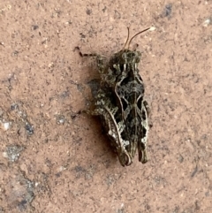 Paratettix argillaceus at Jerrabomberra, NSW - 7 Mar 2022