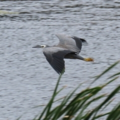 Egretta novaehollandiae (White-faced Heron) at Gordon Pond - 7 Mar 2022 by RodDeb