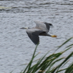 Egretta novaehollandiae at Gordon, ACT - 7 Mar 2022 01:07 PM