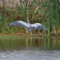 Egretta novaehollandiae at Gordon, ACT - 7 Mar 2022 01:07 PM