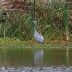 Egretta novaehollandiae at Gordon, ACT - 7 Mar 2022