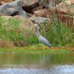 Egretta novaehollandiae at Gordon, ACT - 7 Mar 2022 01:07 PM