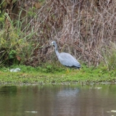 Egretta novaehollandiae at Gordon, ACT - 7 Mar 2022 01:07 PM