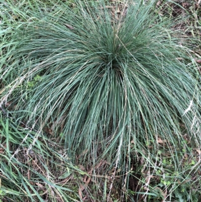 Poa labillardierei (Common Tussock Grass, River Tussock Grass) at Red Hill to Yarralumla Creek - 7 Mar 2022 by ruthkerruish