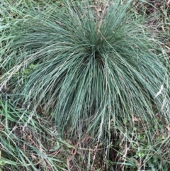 Poa labillardierei (Common Tussock Grass, River Tussock Grass) at Hughes Garran Woodland - 7 Mar 2022 by ruthkerruish