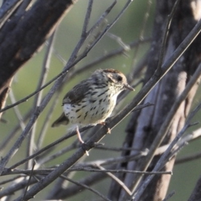 Pyrrholaemus sagittatus (Speckled Warbler) at Joadja, NSW - 4 Jan 2022 by richardfeetham