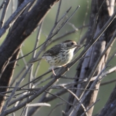 Pyrrholaemus sagittatus at Joadja, NSW - 4 Jan 2022