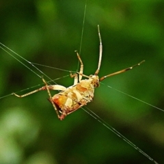 Pentatomoidea (superfamily) (Unidentified Shield or Stink bug) at Crooked Corner, NSW - 8 Feb 2022 by Milly