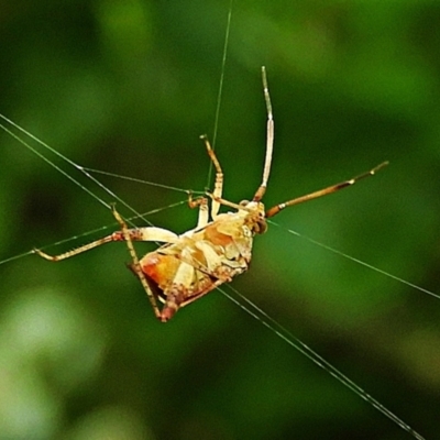 Pentatomoidea (superfamily) (Unidentified Shield or Stink bug) at Crooked Corner, NSW - 8 Feb 2022 by Milly