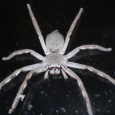 Isopeda (genus) (Huntsman Spider) at Ainslie, ACT - 2 Mar 2022 by jb2602