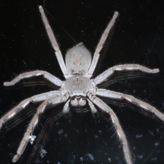 Isopeda sp. (genus) (Huntsman Spider) at Ainslie, ACT - 2 Mar 2022 by jb2602