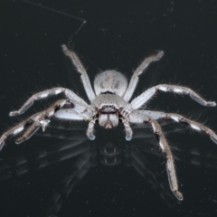 Isopeda sp. (genus) at Ainslie, ACT - 2 Mar 2022