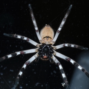 Isopeda sp. (genus) at Ainslie, ACT - 2 Mar 2022