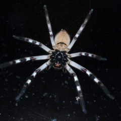 Isopeda sp. (genus) at Ainslie, ACT - 2 Mar 2022