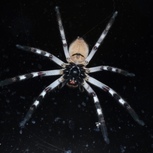 Isopeda sp. (genus) at Ainslie, ACT - 2 Mar 2022