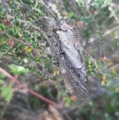 Tettigarcta crinita (Alpine Hairy Cicada) at Namadgi National Park - 19 Feb 2022 by SuziBond